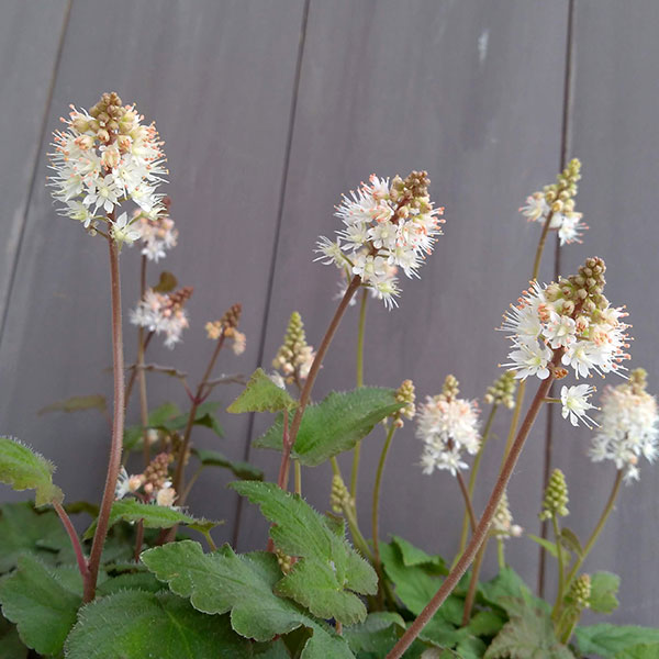 草花の苗 ティアレラ ウィリー・シルバラード3-3.5号ポット : 園芸