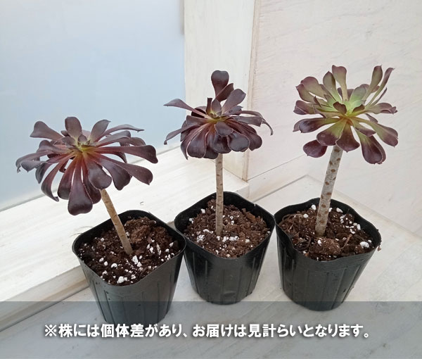 観葉植物 アエオニウム：黒法師（クロホウシ）3号ポット - サボテン