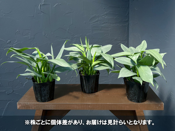 観葉植物 フィロデンドロン シルバーメタル3号ポットの詳細画像4