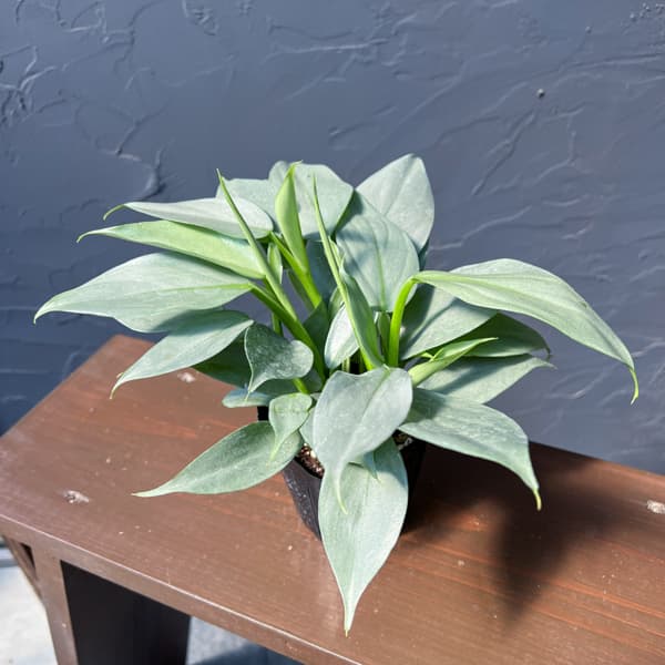 観葉植物 フィロデンドロン シルバーメタル3号ポットの詳細画像1