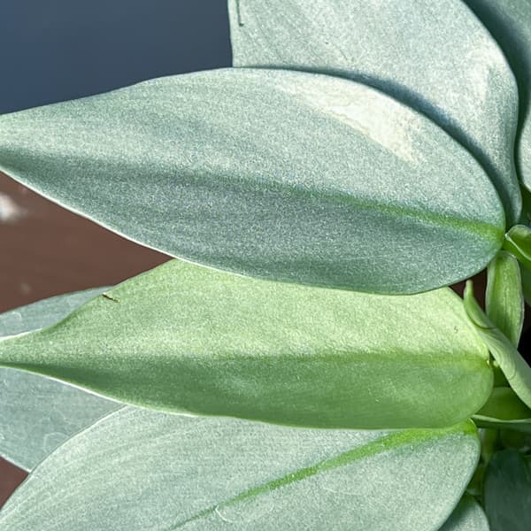 観葉植物 フィロデンドロン シルバーメタル3号ポットの詳細画像2