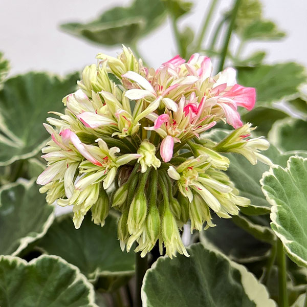 ゼラニウム（花、ガーデニング）のおすすめ人気商品一覧 通販 - Yahoo