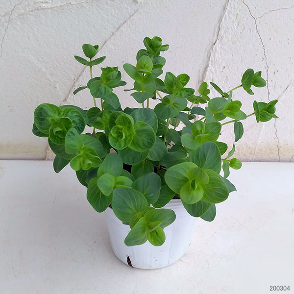 草花の苗 (わけあり特価)オレガノ ミルフィーユリーフ3.5号ポット 関連画像3