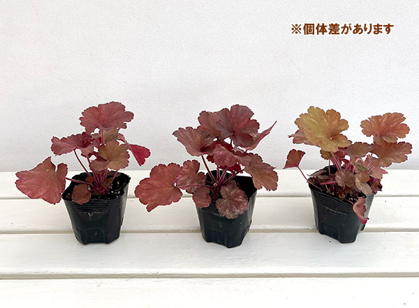 草花の苗 ヒューケラ リオ3号ポットの詳細画像3
