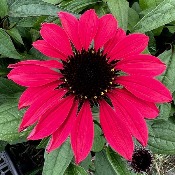 エキナセア 苗（花の苗）｜苗 | 花、ガーデニング の商品一覧 通販