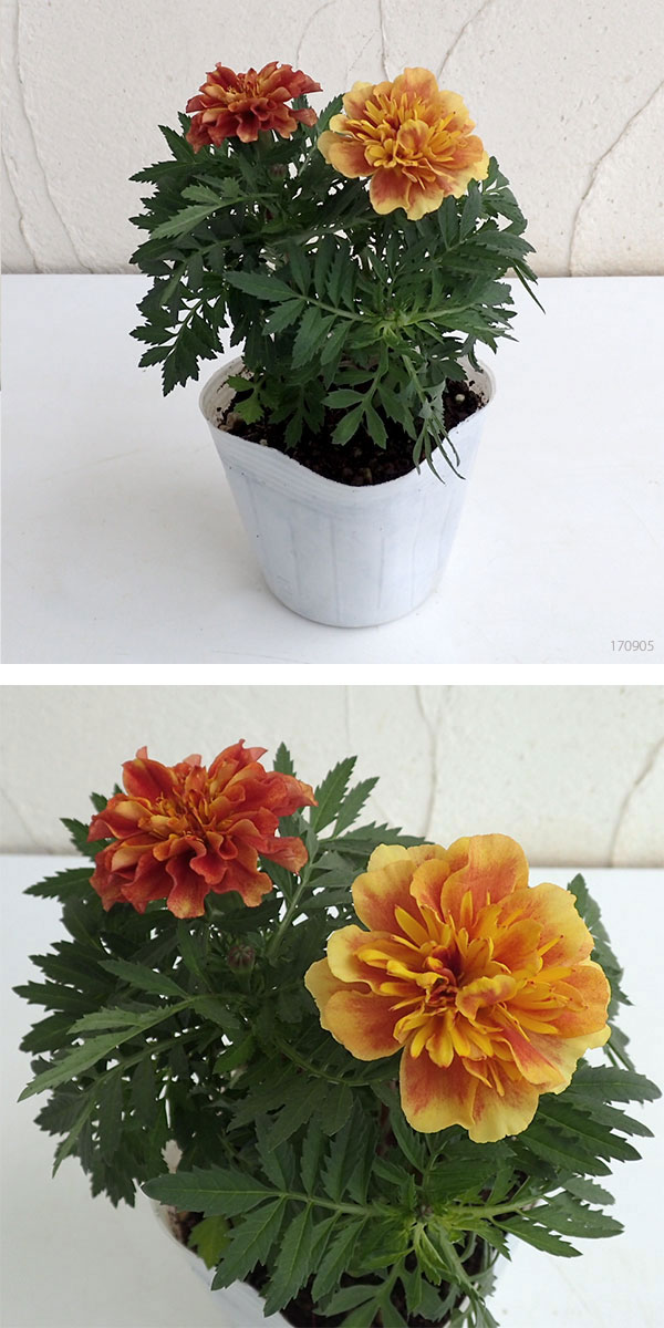 草花の苗 マリーゴールド ストロベリーブロンド 3 5号ポット 2株セット 1694 園芸ネット 通販 Yahoo ショッピング