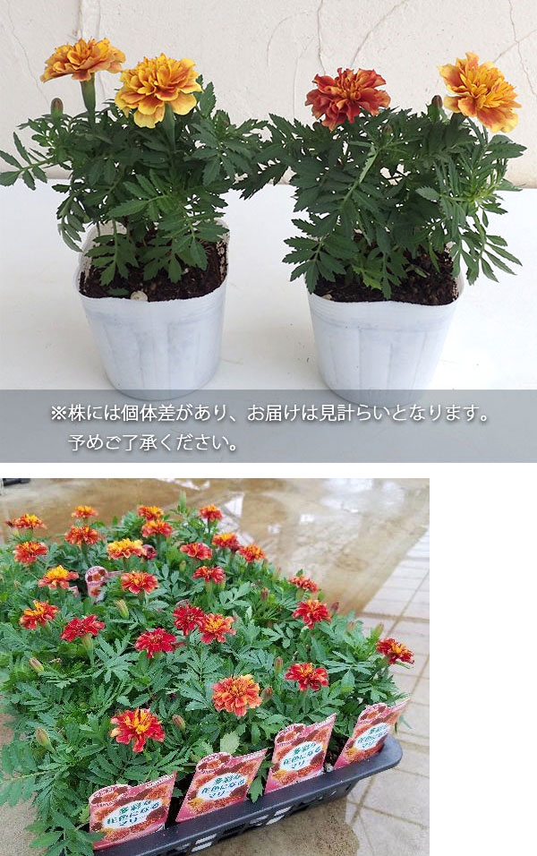 草花の苗 マリーゴールド ストロベリーブロンド 3 5号ポット 2株セット 1694 園芸ネット 通販 Yahoo ショッピング