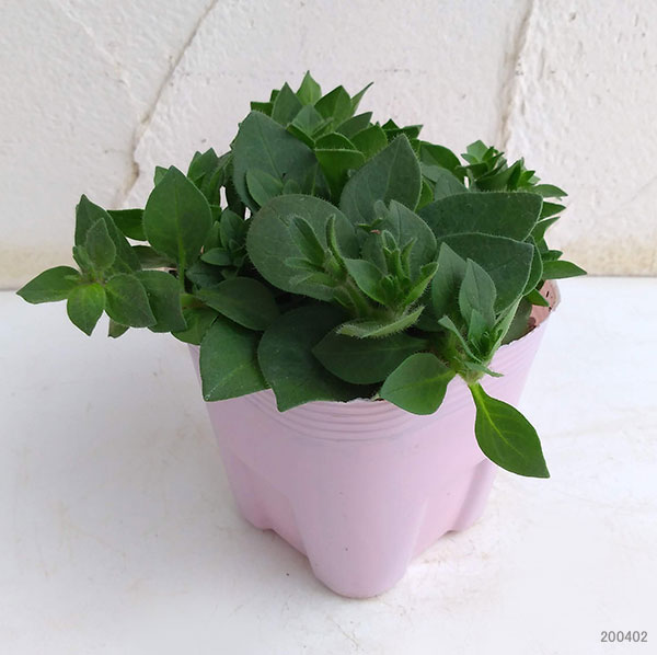 草花の苗 ペチュニア フェイマス マジェンタリ...の詳細画像3