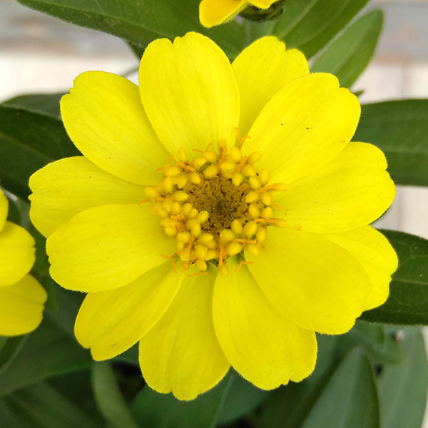 草花の苗 ジニア プロフュージョン(一重) レ...の詳細画像5