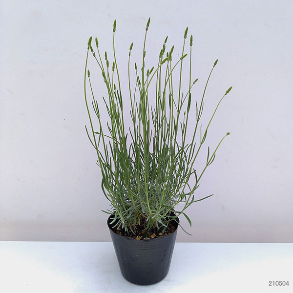 ラベンダーグロッソ　ご予約　200～210本 kusa_h015_01-logo.jpg