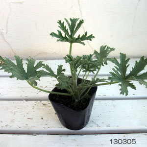 ハーブの苗 ニオイゼラニウム ローズ斑入(シル...の詳細画像1