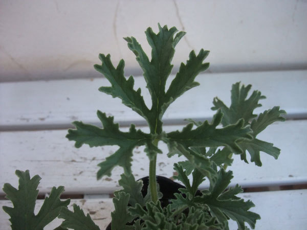 ハーブの苗 ニオイゼラニウム ローズ斑入(シル...の詳細画像2