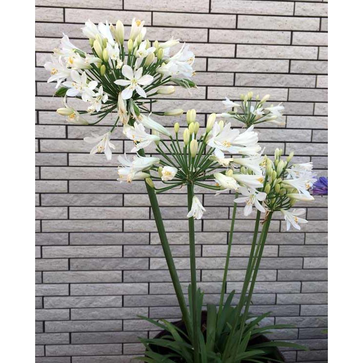 草花の苗/アガパンサス（四季咲き）：サマーラブホワイト3.5号ポット｜engei｜10