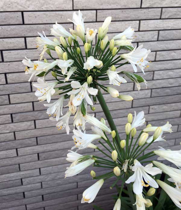 草花の苗/アガパンサス（四季咲き）：サマーラブホワイト3.5号ポット｜engei｜11