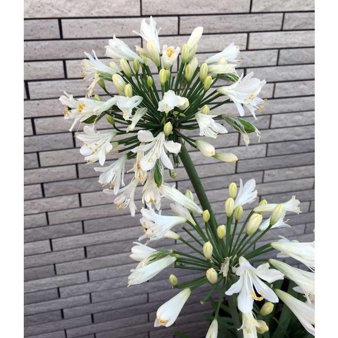 草花の苗/アガパンサス（四季咲き）：サマーラブホワイト3.5号ポット｜engei｜11