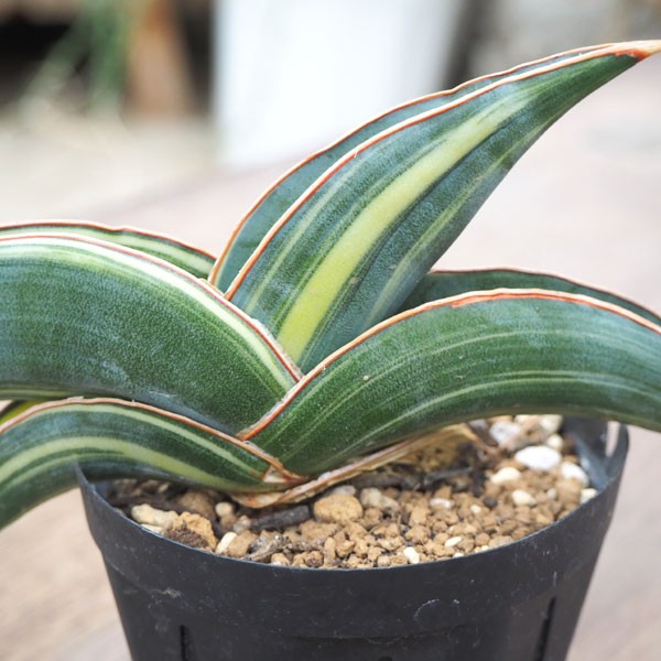 観葉植物 送料無料 サンスベリア バナナ 斑入り3号鉢植え 観葉植物 171171 園芸ネット