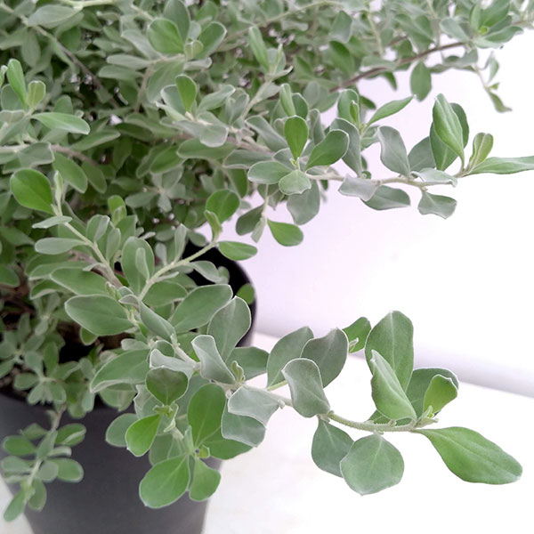 草花の苗 レウコフィルム8号鉢植え : 園芸ネット - 通販 - Yahoo