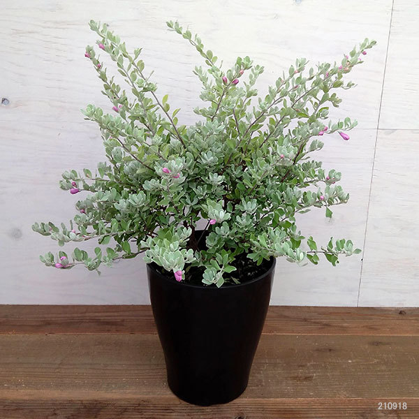 レウコフィウム　レウコフィルム　8号ポット 草花の苗 レウコフィルム8号鉢植え : 園芸ネット - 通販 - Yahoo