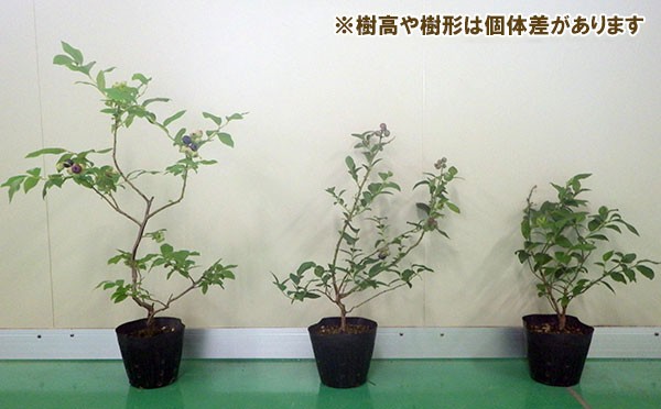 果樹の苗/ブルーベリー（大実ハイブッシュ系）：5号ポット3種セット（ネルソン・パトリオット・ブリジッタ）｜engei｜02
