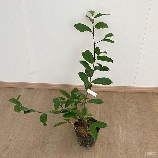 花木 庭木の苗/カラタネオガタマ：フェアリーマグノリア・ブラッシュ5号ポット｜engei｜02