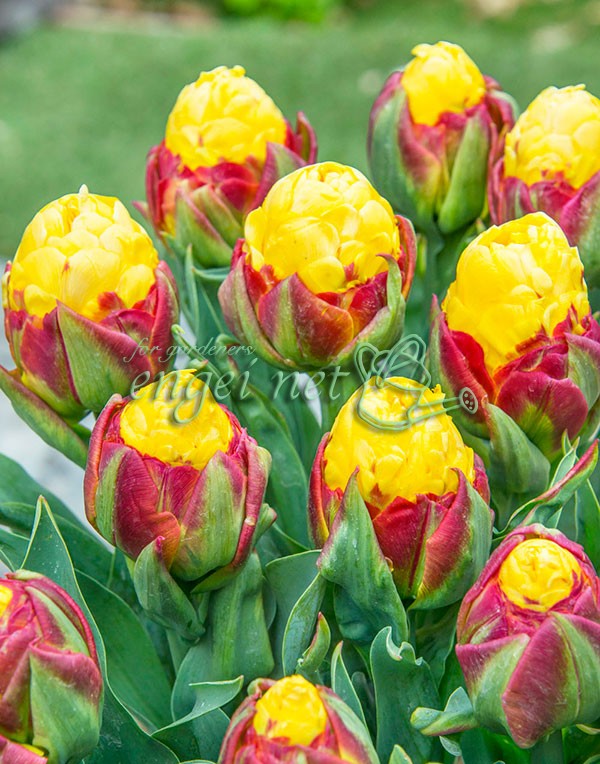 チューリップ バナナアイスクリーム1球植え芽出...の詳細画像2