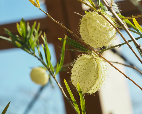 草花の苗 サマーセール フウセントウワタ(風船...の詳細画像2