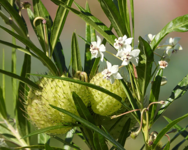 草花の苗 サマーセール フウセントウワタ(風船...の詳細画像3
