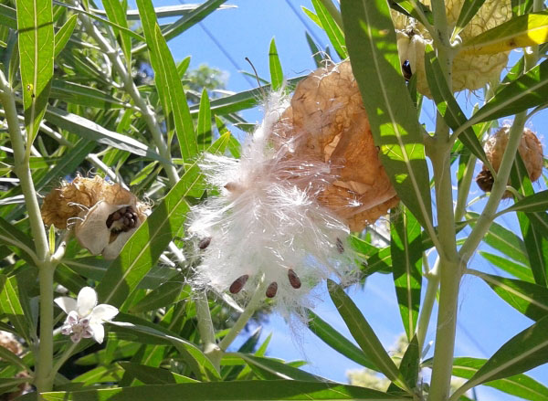 草花の苗 サマーセール フウセントウワタ(風船...の詳細画像4