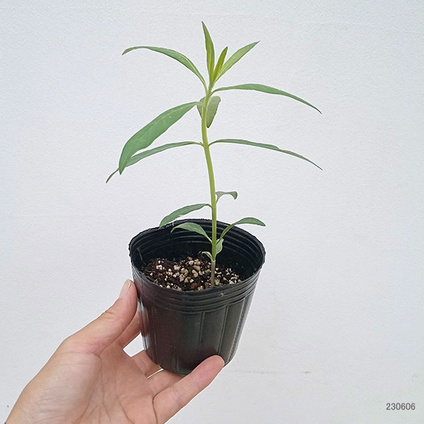 草花の苗 サマーセール フウセントウワタ(風船...の詳細画像1