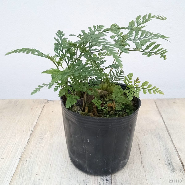 希少　【山野草】トキワシノブ　【特大株】　年代物　観賞用 希少 【山野草】トキワシノブ 【特大株】 年代物 観賞用