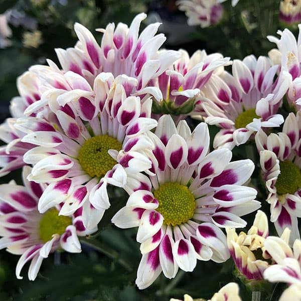 ポットマム 菊（苗） | 花、ガーデニング のおすすめ人気商品