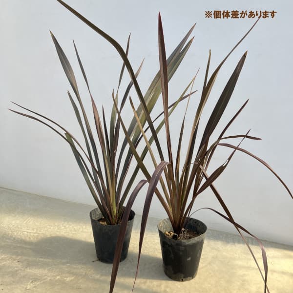 ニューサイラン　2本セット　銅葉/カラーリーフ/ドライガーデン 銅葉ニューサイランのおすすめ人気商品一覧 通販 - Yahoo!ショッピング