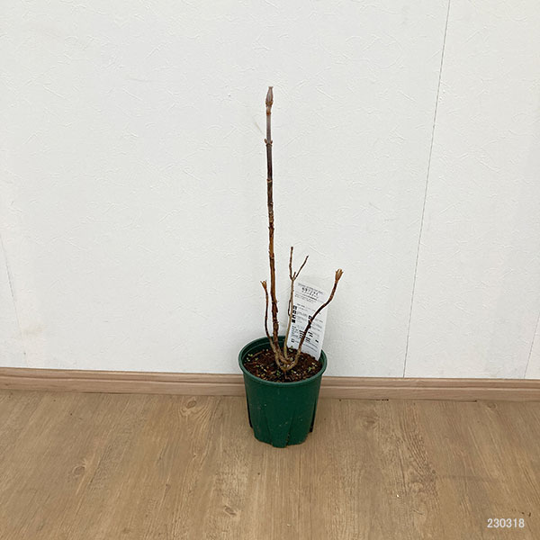 花木 庭木の苗/カシワバアジサイ：スノークイーン(一重）6号ポット｜engei｜02