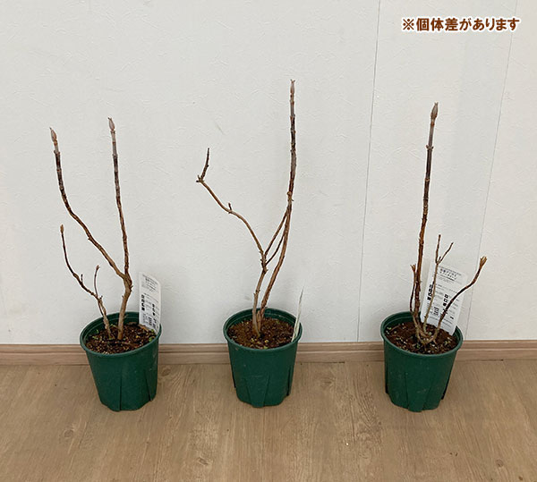 花木 庭木の苗/カシワバアジサイ：スノークイーン(一重）6号ポット｜engei｜03