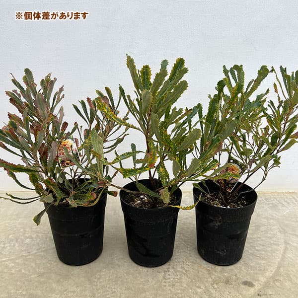 花木 庭木の苗 26年9月中下旬予約 バンクシ...の詳細画像3