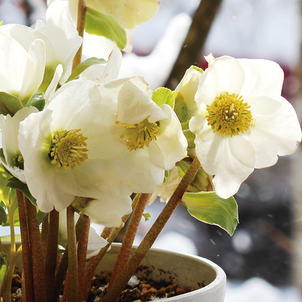 クリスマスローズ ニゲル（苗） | 花、ガーデニング のおすすめ人気