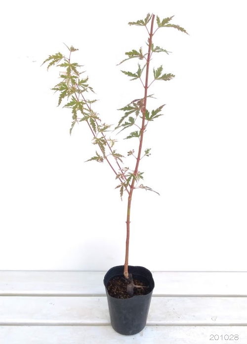 花木 庭木の苗 モミジ テイラー3.5号ポット |  | 05