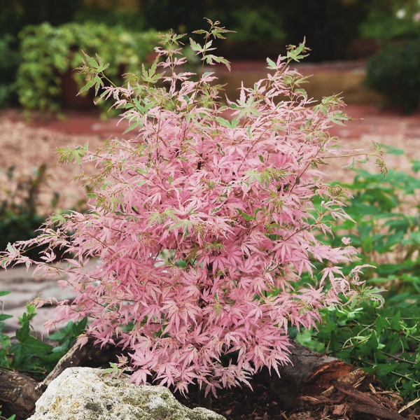 ②希少斑入りもみじ テイラー4号鉢全長90cm &紅獅子5号鉢ドワーフタイプ 花木 庭木の苗 モミジ テイラー3.5号ポット : 園芸ネット - 通販