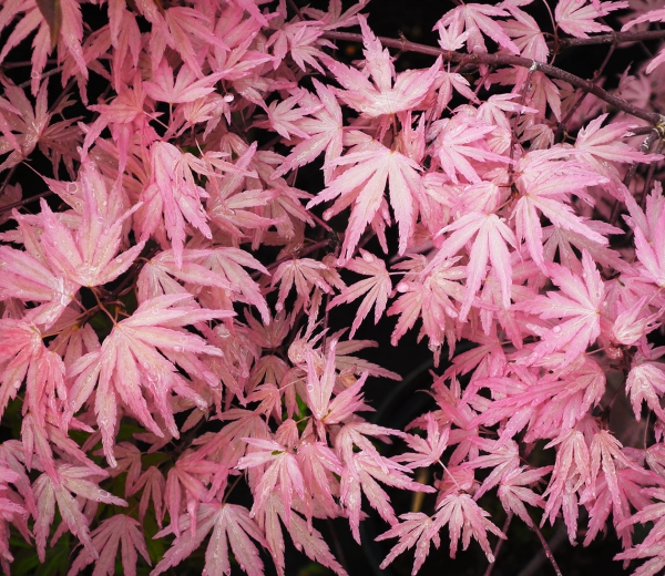 花木 庭木の苗 モミジ テイラー3.5号ポット : 園芸ネット - 通販