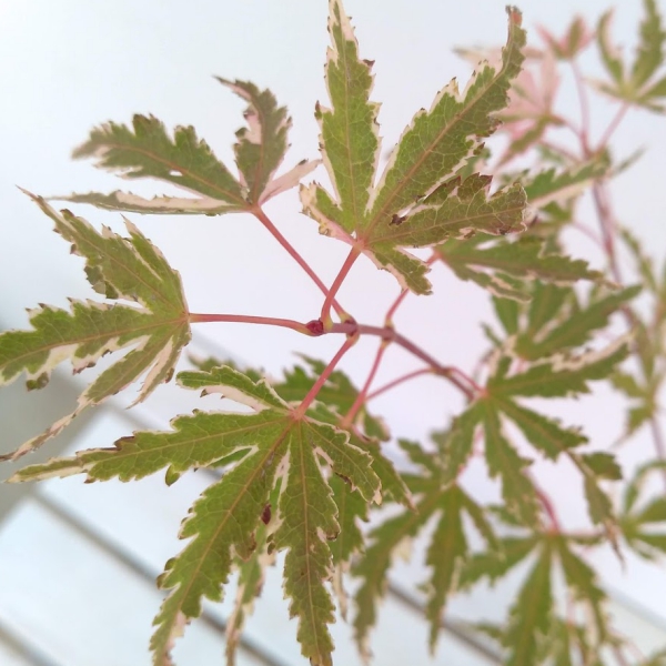 花木 庭木の苗 モミジ テイラー3.5号ポット |  | 06