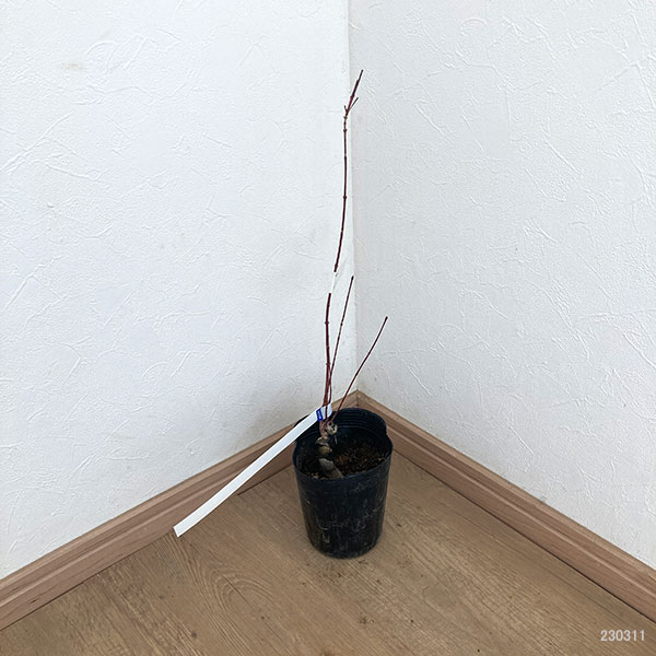 花木 庭木の苗 モミジ テイラー3.5号ポット |  | 03