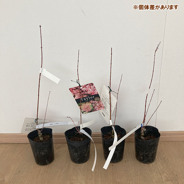花木 庭木の苗 モミジ テイラー3.5号ポット : 園芸ネット - 通販