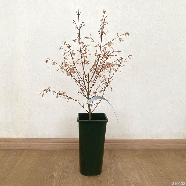 花木 庭木の苗 モミジ テイラー3.5号ポット : 園芸ネット - 通販