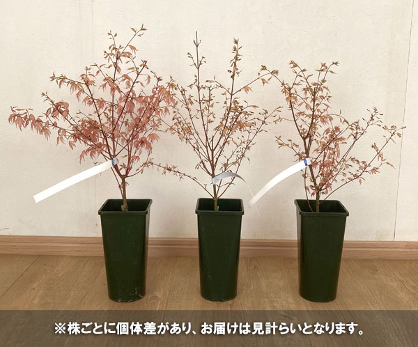 花木 庭木の苗 モミジ テイラー3.5号ポット : 園芸ネット - 通販