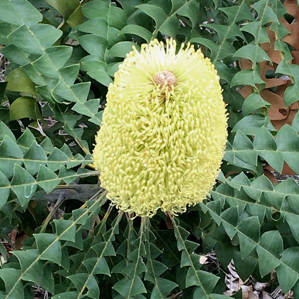 バンクシア（花、ガーデニング）のおすすめ人気商品一覧 通販 - Yahoo