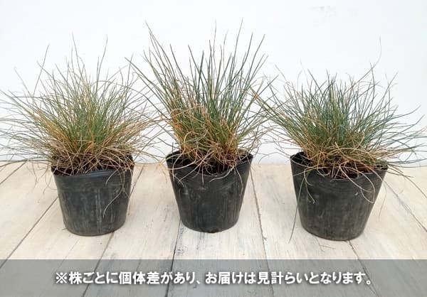 草花の苗 フェスツカ グラウカ（ウシノケグサ）2.5-3.5号ポット : 園芸