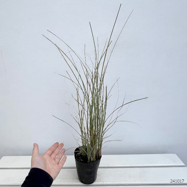 グラス　ススキ根付き鉢植え 可愛い“根付きスズラン”入荷致しました。 良い香りです。 1本からお