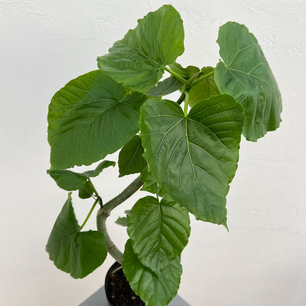 フィカス ウンベラータのおすすめ人気商品一覧 通販 - Yahoo!ショッピング