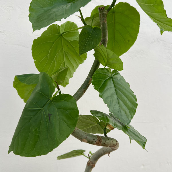 観葉植物 フィカス ウンベラータ(曲がり) 5...の詳細画像3