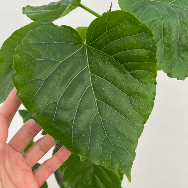 観葉植物 フィカス ウンベラータ(曲がり) 5...の詳細画像4